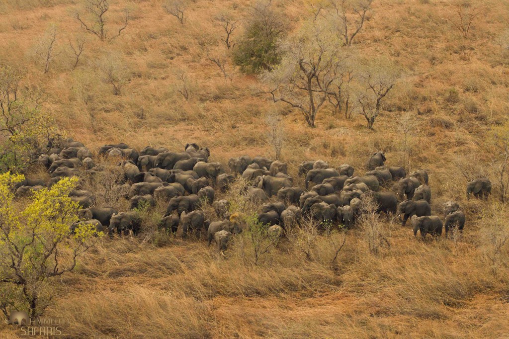 Éléphants au Parc National de Zakouma
