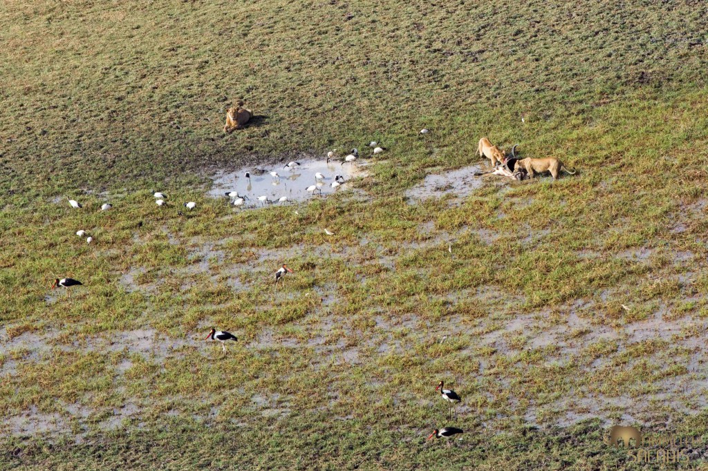 Lions au Parc de Zakouma
